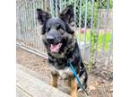 Adopt Reina a German Shepherd Dog