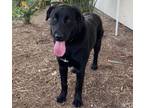 Adopt ROSE a Labrador Retriever, Mixed Breed