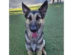 Adopt Alexa a German Shepherd Dog