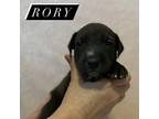 Rory Labrador Retriever Puppy Male