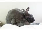 Adopt CAROL a Bunny Rabbit