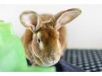 Adopt JUNIOR a Bunny Rabbit