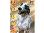 Bruno Old English Sheepdog Adult Male