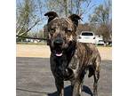 Desmond Dutch Shepherd Young Male