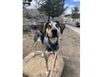 Adopt Abby a Hound, Mixed Breed