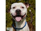 Cash American Staffordshire Terrier Adult Male