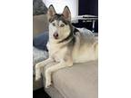 Adopt Akira a Husky