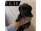 Clay Labrador Retriever Puppy Male