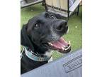 Buddy Labrador Retriever Adult Male