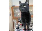 Hector Domestic Shorthair Adult Male
