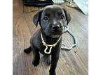 Cutie Labrador Retriever Puppy Female