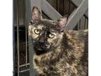 Adopt Tea Cake a Domestic Short Hair