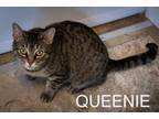 Adopt Queenie (FCID# 02/13/2024 - 14 Trainer) a Tabby