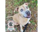 Adopt Hadley a Mixed Breed