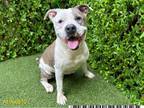 Adopt MIRACLE a Pit Bull Terrier