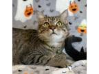 Adopt Milano a Tabby