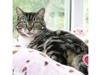 Adopt Mia a Tabby