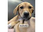 Isabella Labrador Retriever Puppy Female