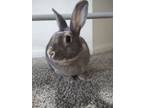 Adopt Bindi a Bunny Rabbit