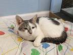 Josie Domestic Shorthair Senior Female