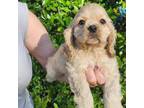 Cocker Spaniel Puppy for sale in Brooksville, FL, USA