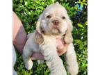 Cocker Spaniel Puppy for sale in Brooksville, FL, USA