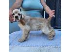 Cocker Spaniel Puppy for sale in Brooksville, FL, USA