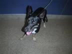 Adopt NENA a German Shepherd Dog, Mixed Breed