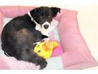 Adopt ARROW a Border Collie, Mixed Breed