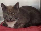 CA 133 Monty Domestic Shorthair Young Male