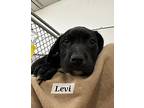 Levi Labrador Retriever Puppy Male