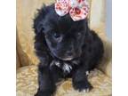 Maltipoo Puppy for sale in Greenville, TX, USA