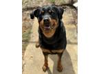 Adopt Sweet Girl Jewel a Rottweiler