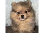 Pomeranian Puppy for sale in Powder Springs, GA, USA