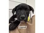 Legend Labrador Retriever Puppy Male