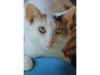 Adopt Duck a Domestic Short Hair