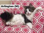 Arlington Domestic Longhair Kitten Male