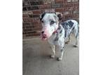 Dash Catahoula Leopard Dog Adult Male