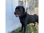 Chevy Labrador Retriever Senior Female