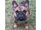 French Bulldog Puppy for sale in Marion, OH, USA