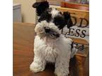 Schnauzer (Miniature) Puppy for sale in Conroe, TX, USA