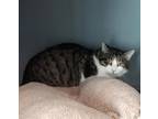 Rowan Domestic Shorthair Adult Male