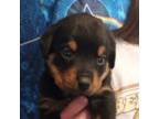 Rottweiler Puppy for sale in Oakwood Village, OH, USA