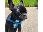 French Bulldog Puppy for sale in Middletown, DE, USA