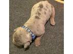 Olde Bulldog Puppy for sale in Roanoke, VA, USA