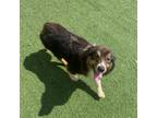 Adopt Cheyenne a Australian Shepherd