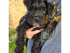 Schnauzer (Miniature) Puppy for sale in Hurst, TX, USA