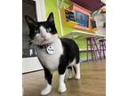 Adopt Audrey a Domestic Short Hair