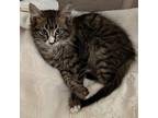 Wilbur Domestic Longhair Kitten Male