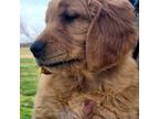 Golden Retriever Puppy for sale in Springfield, MO, USA